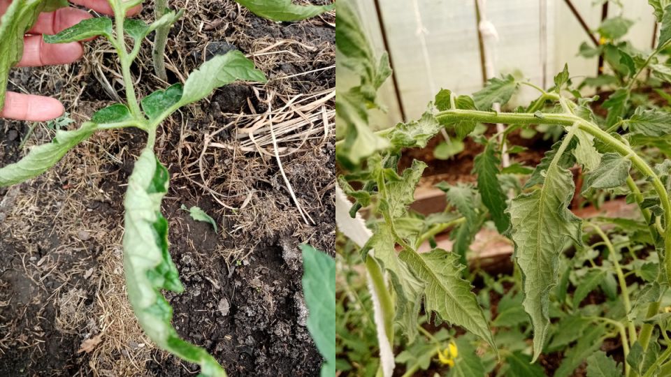 Почему скручиваются листья томатов: эффективные методы борьбы с проблемой