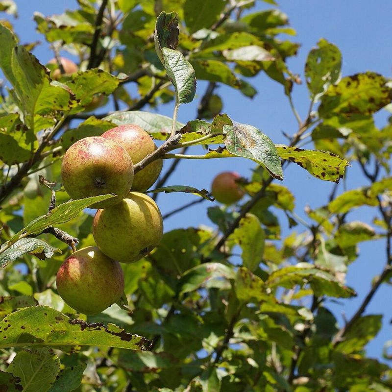 Агрессивные растения в вашем саду: кто опасен и как справиться с угрозой