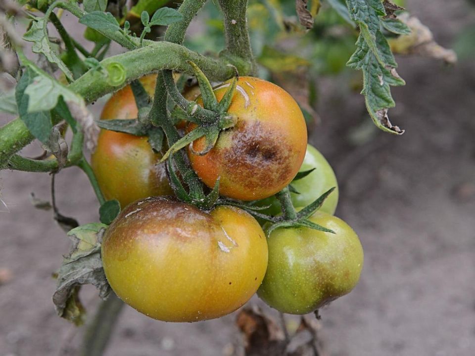 Как агрономы предсказывают всплеск грибковых заболеваний в 2025 году