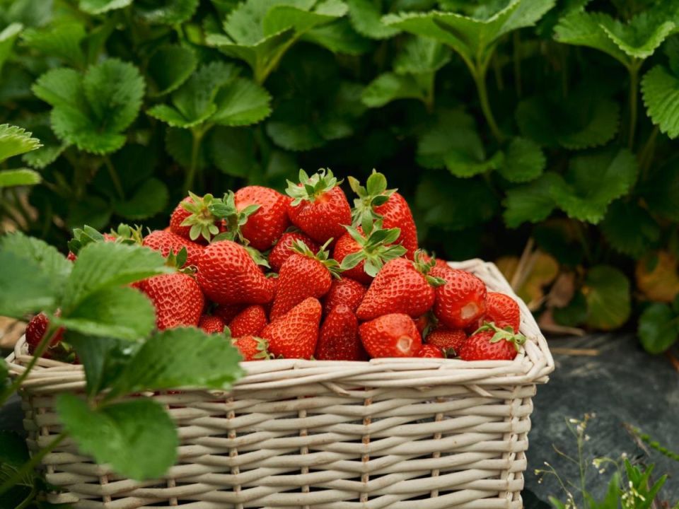 Не дайте вашим клубникам шансов: какие соседи им не подходят
