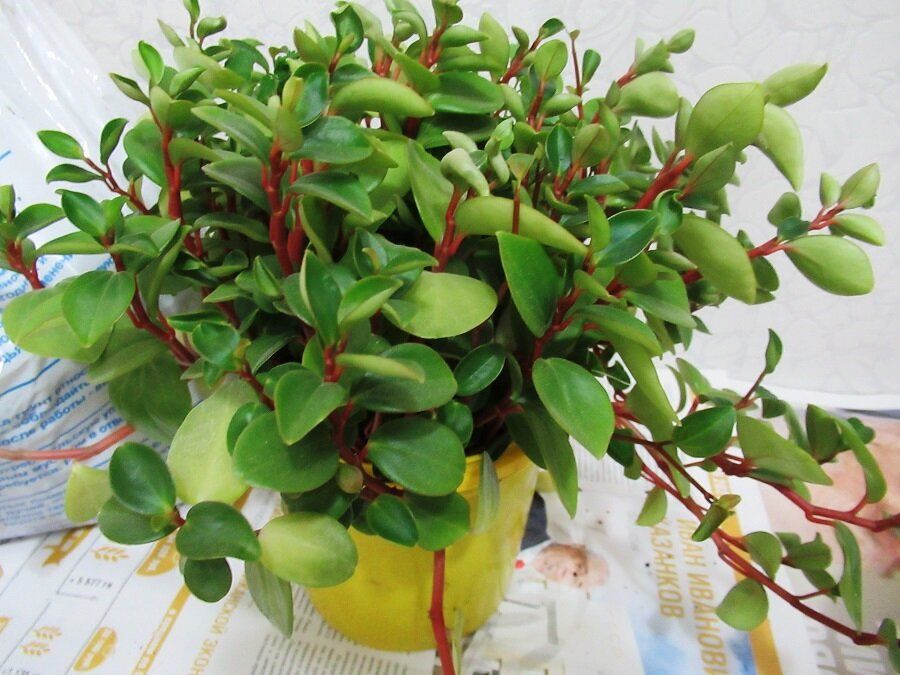 Пеперомия: как правильно ухаживать за популярным комнатным растением