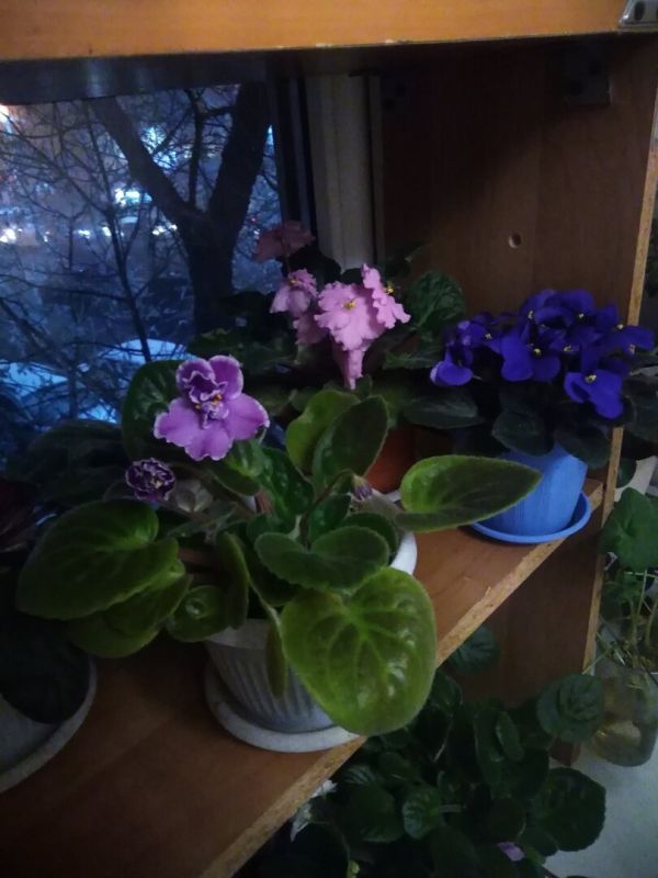 Эффективные методы укоренения листьев фиалок