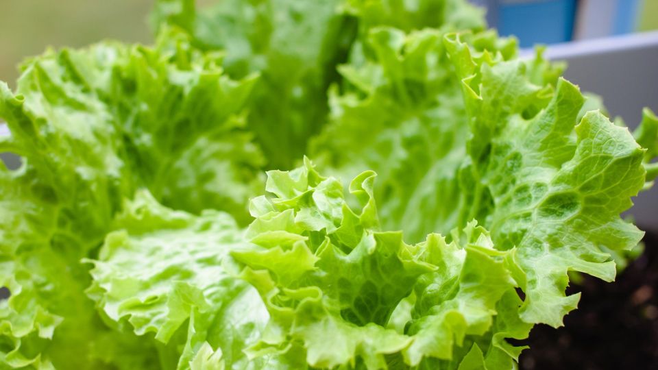 ��� ������ �� ����� ����������� ������ �� ����������� ������: ������� ���������� �� ������� ������