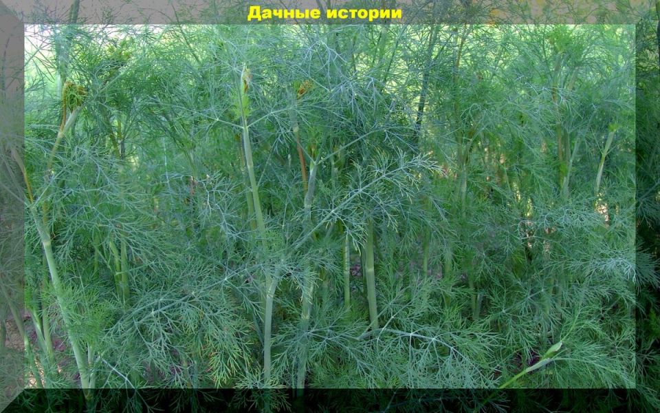 ����� ��� ������������� �������� ��� �������