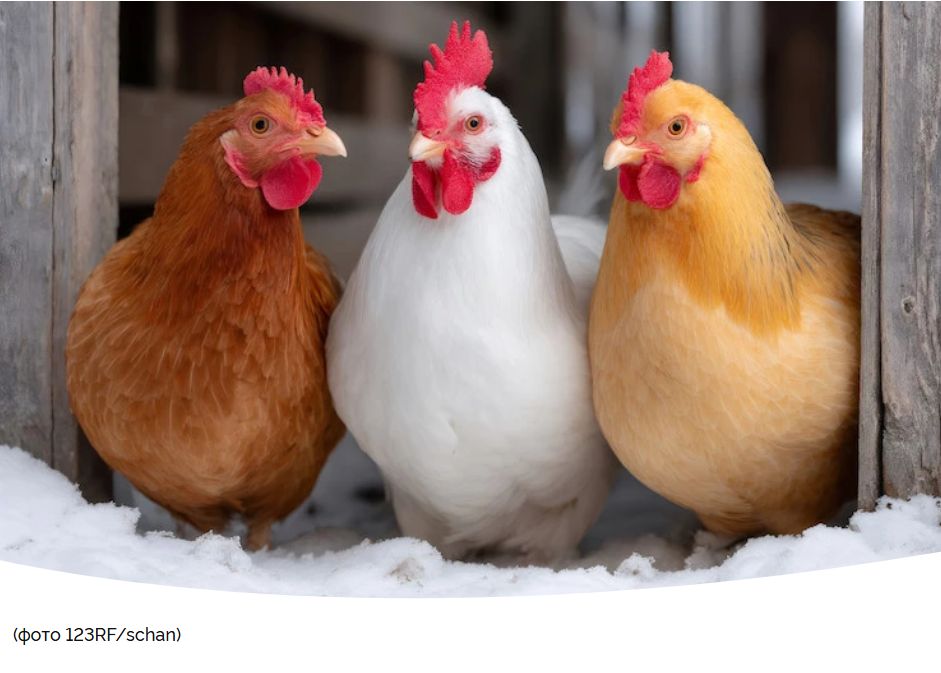 ������ ���������� ���������: ��������� � �������