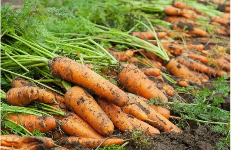 ��� �������� ������� ������ �������: ������� ����������� �����