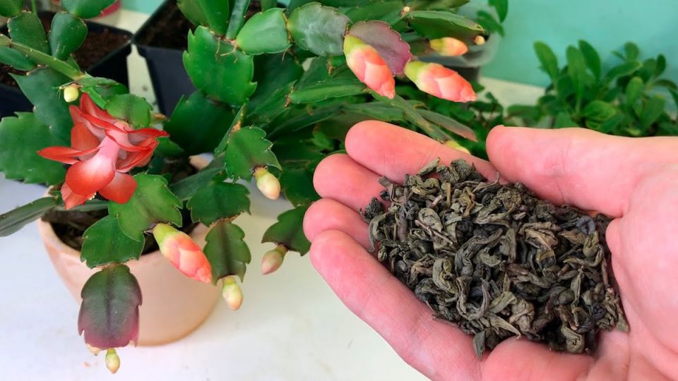 ��� �������� �������� ���������� �� ������: ��������� ��������� ��� ������ �������