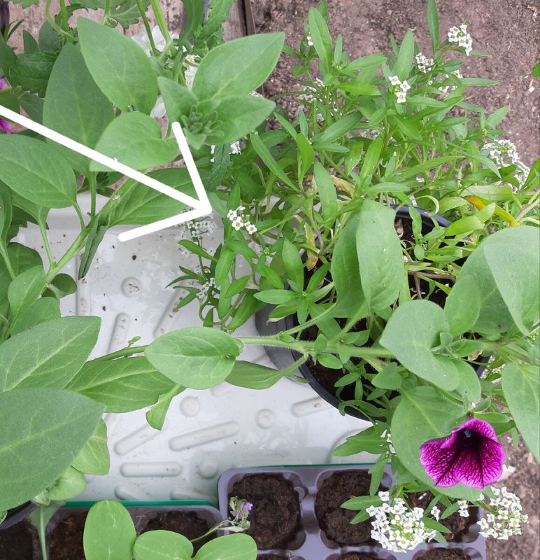 ��������� �����, ��������� ����������