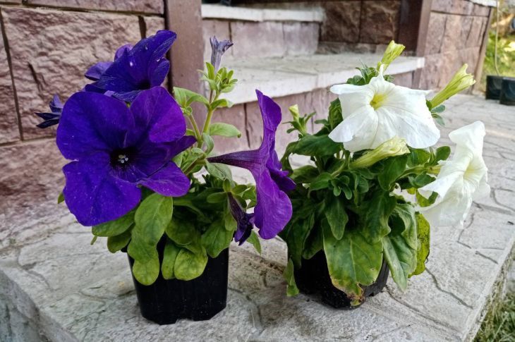 ��� ��������� ������ ������: ��� �������� �� ����� �� �������