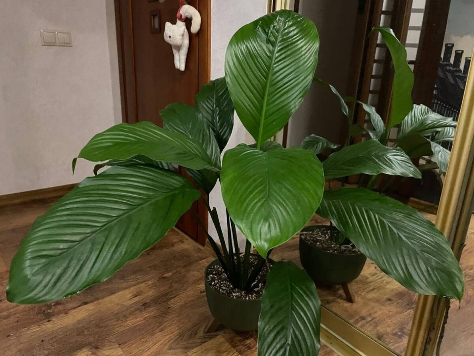 ��� ���� ������ ����� �� �������������� ����� �������� ��� �������