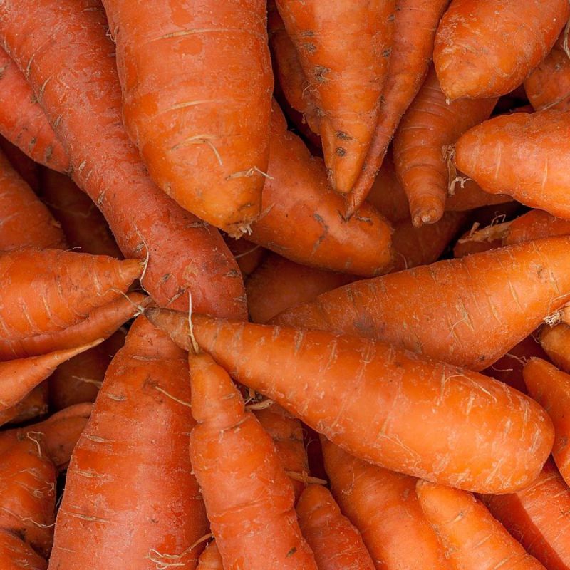 ��������������� ���� ������: ����� ������� ����� ������� 2026 ����