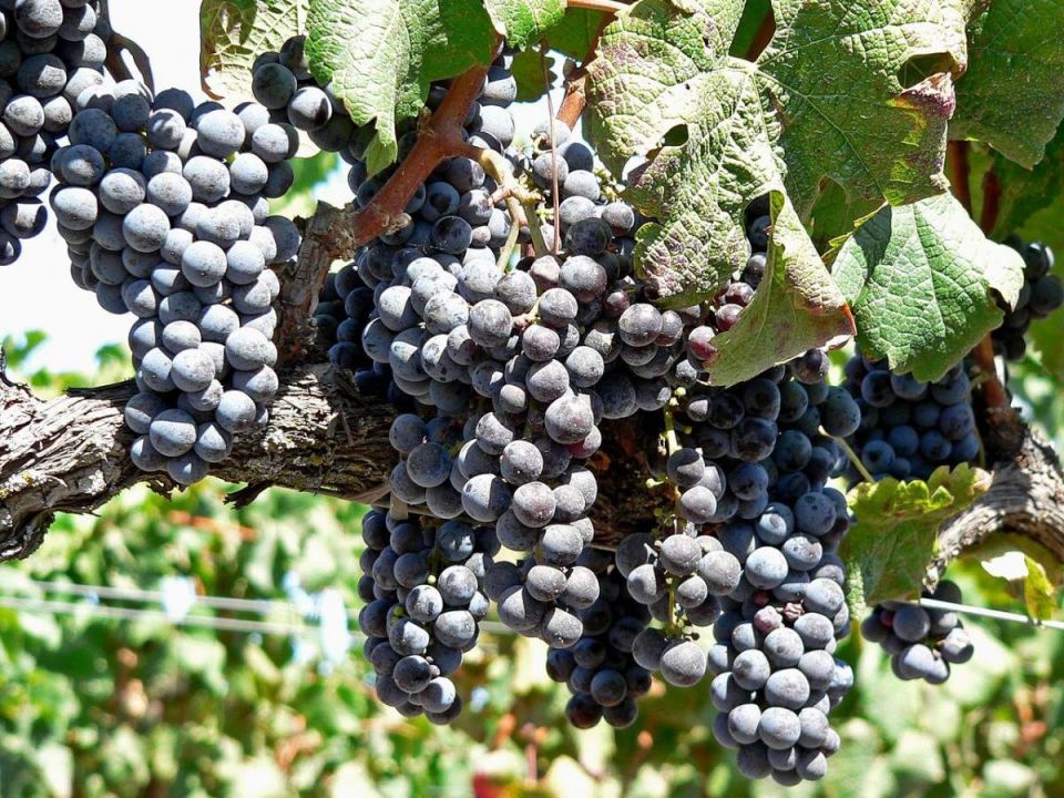 ������ ��� �������� �� ����������: ������� ������ �� ������� ���������