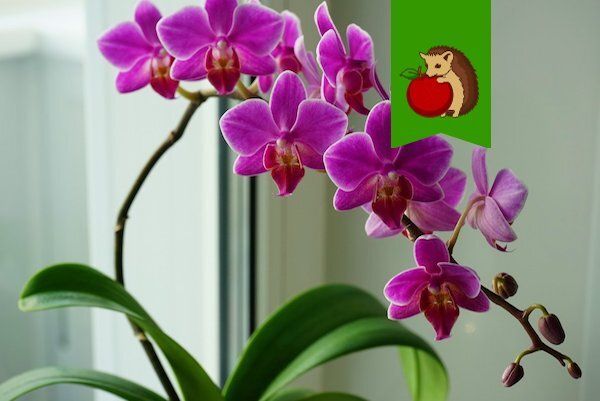 ��� �������� �������� �������: 5 ������� �������