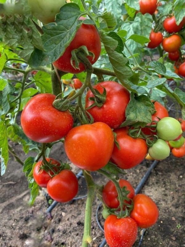 ����� ����������: ��������� ����������� ������� ����� � ��������� ����������� ��������