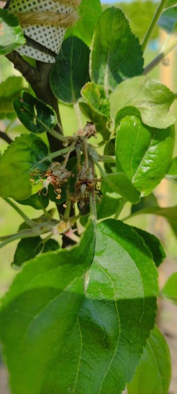 �������� ���������: �������������� ������ ������ ��������� �������