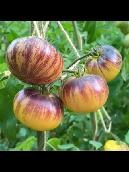 ����� ����� ���: �������� � ������� �� ����� �������