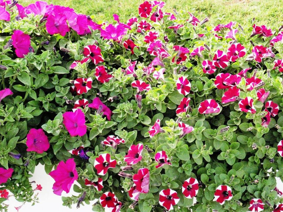 ��� ��������� ������� � ������� ���������: ������� ��������� �����