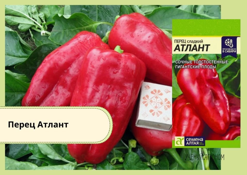 ��� ������� ��������� ������ ����� ��� ����������: ������� � ������