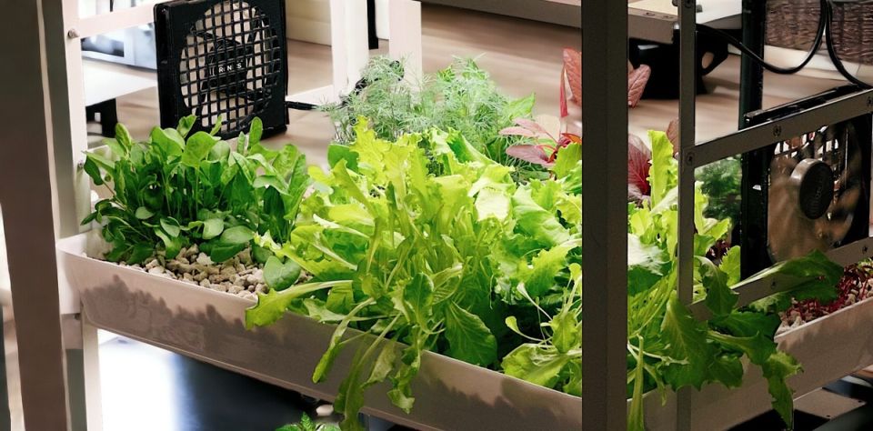 ������� ��������� ����-�������: ��� ��������� ����� ����