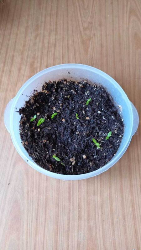 ��� ��������� ������������ ������ � �������� ��������