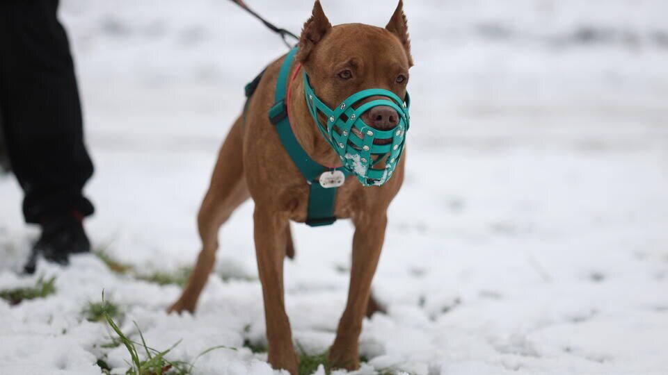 ����� ���������� ���: ������������ � �������� ���������� �������� ��������