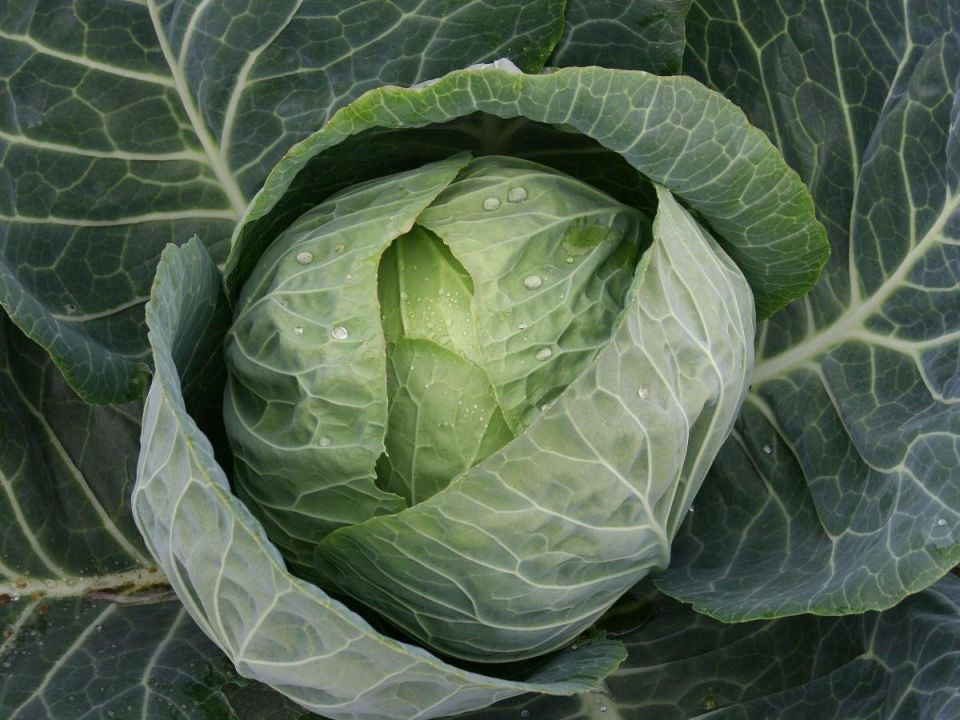 ������ ���� ������� 