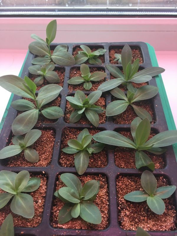 ������������ �������: ������� � ��������� � �������� ��������� ������� ����� ����� ��������