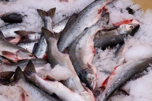 Наблюдатели приморского побережья: цены на рыбу в 2026 году под давлением транспортных затрат