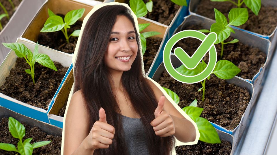 ������ ������� ����� �� �������: ��������� ����� ���� ��������� ���������