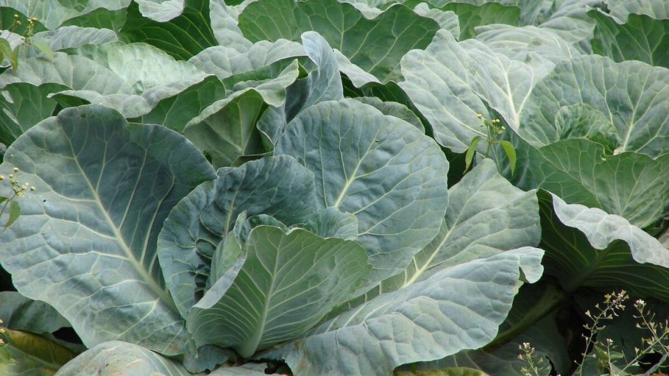 ��� ��������� ������� ������ � ��������: ������ �� ��������