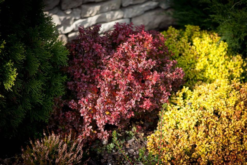 Лучшие кустарники для тенистых садов, которые подарят красоту вашему участку