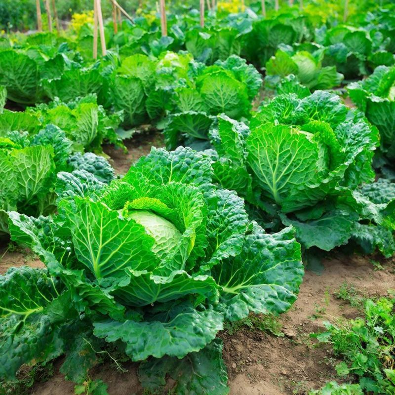 ��� ��������� �������: ������� �������� ������ ��� �������