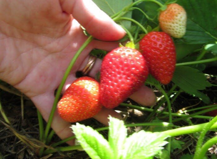 �������� ������: essential ���� ��� ��������� ������