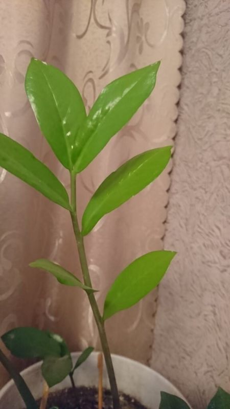 ������������: ����� ����������� ���������� ��������