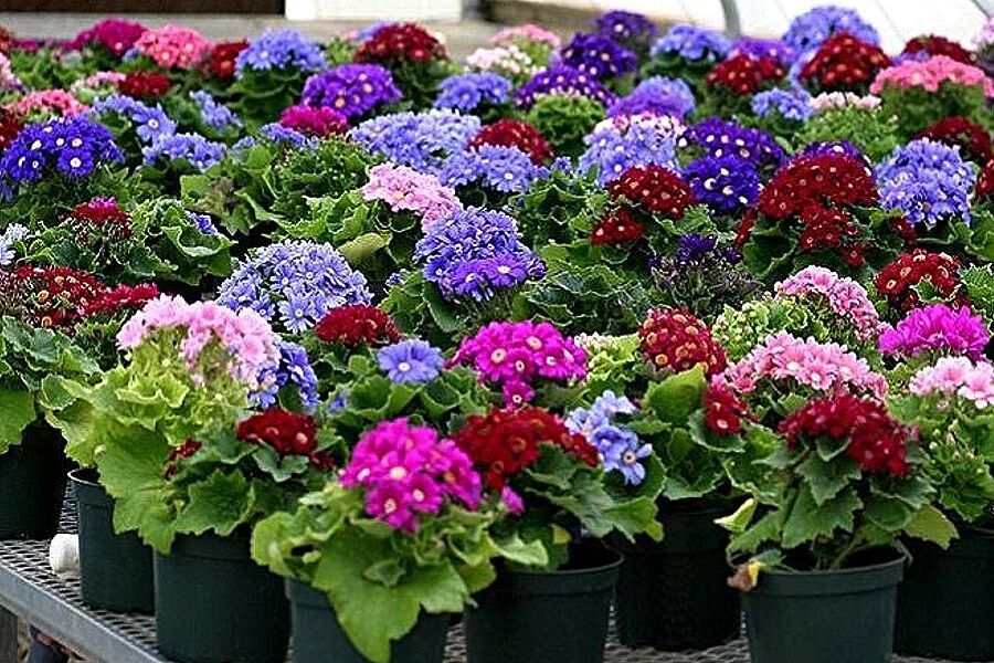 ��������� ���������: ��� �������� ��� ������ ��������