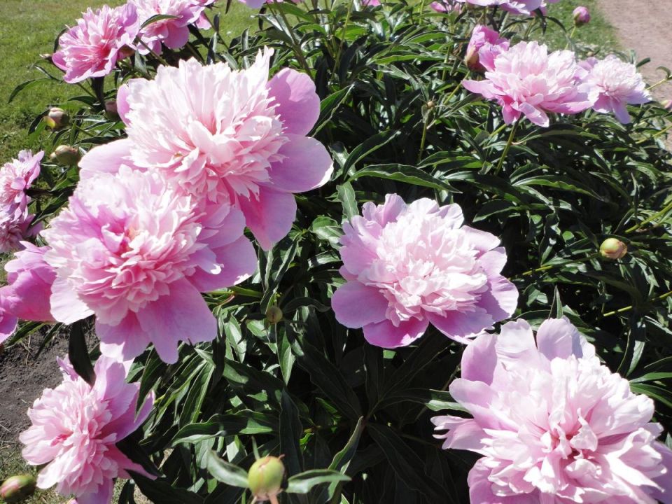 ��� �������� ������� �������� ������: ������� ���������