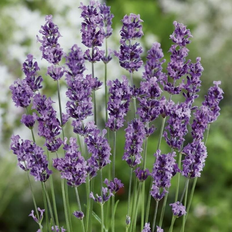 ��� ������� ���������� ������� ��� ������� ������ ������