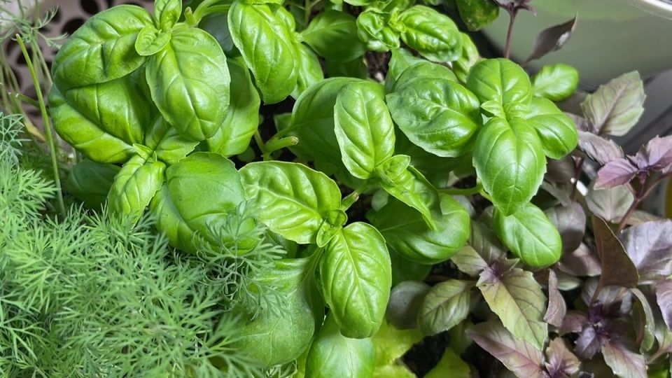 ��� �������� ������� ����: ������� ��������� ������� �����������