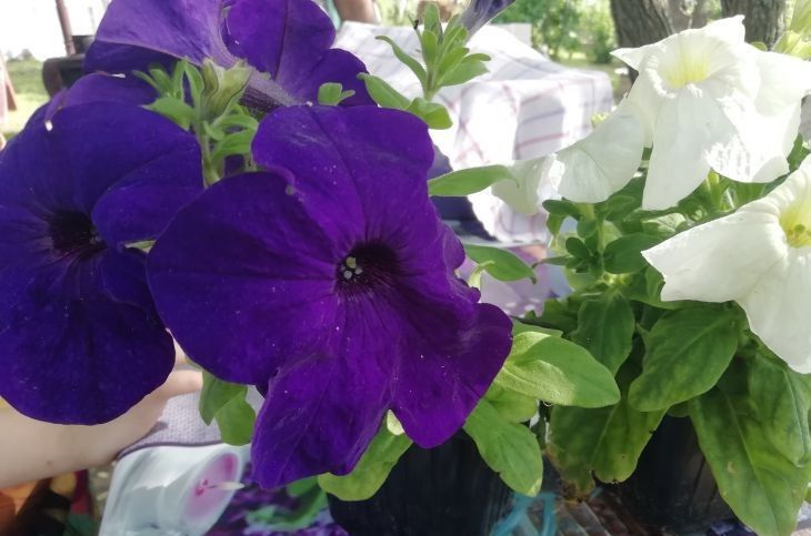 ��� ��������� ������ ������: ������� ��� ������ ��������