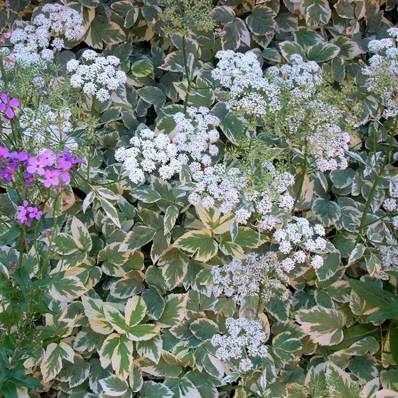 ��� �������� ��� � �� ������� �������������: ������� �������� ��� ������ �������