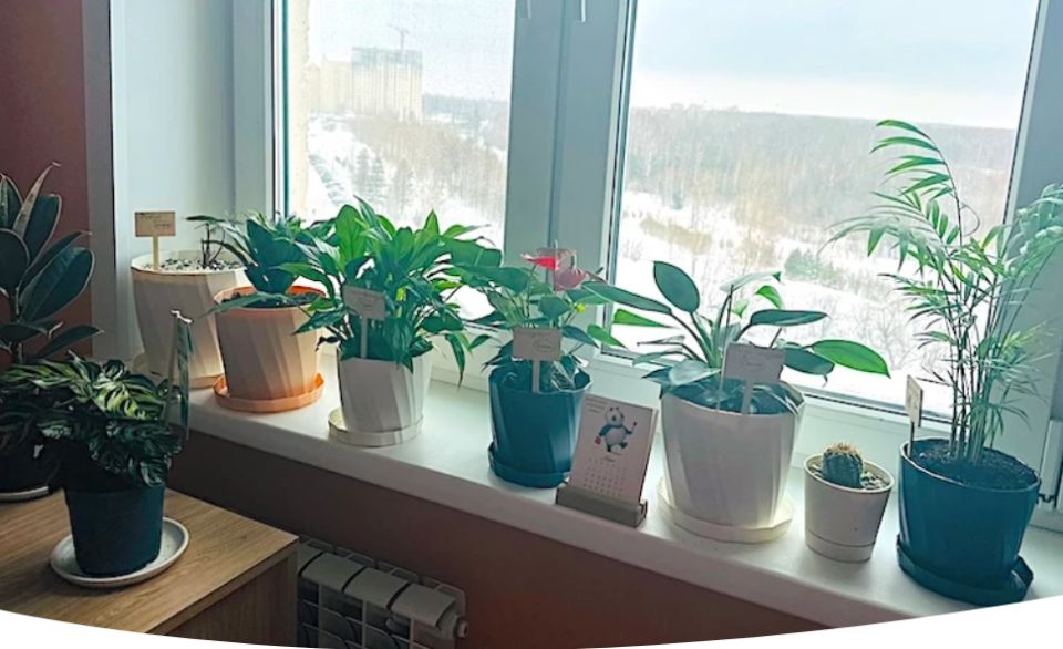 ��� �������� ��������� �������� �����: ������ �� ����� � ������������