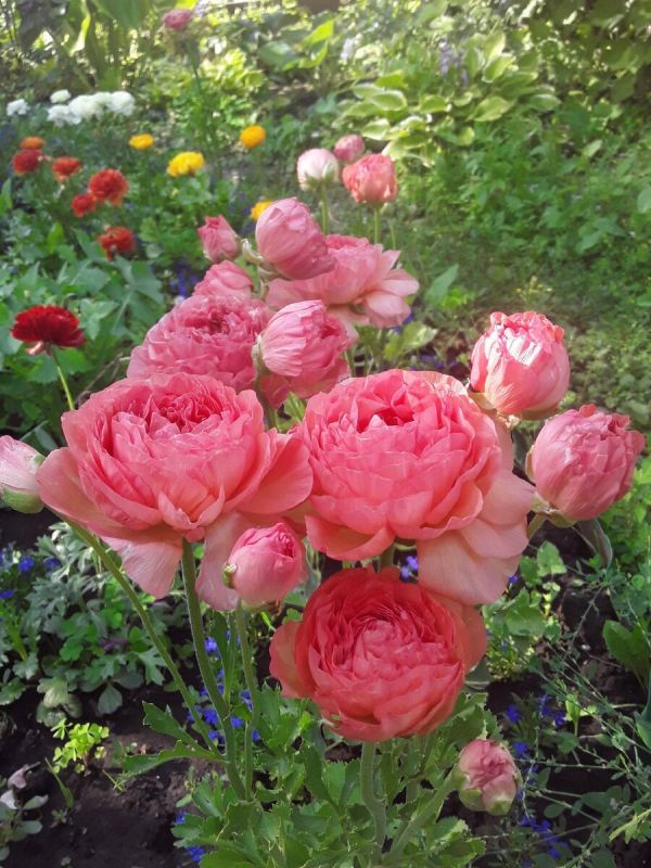 �������� ���: ����������� ����� ��� ������ �����