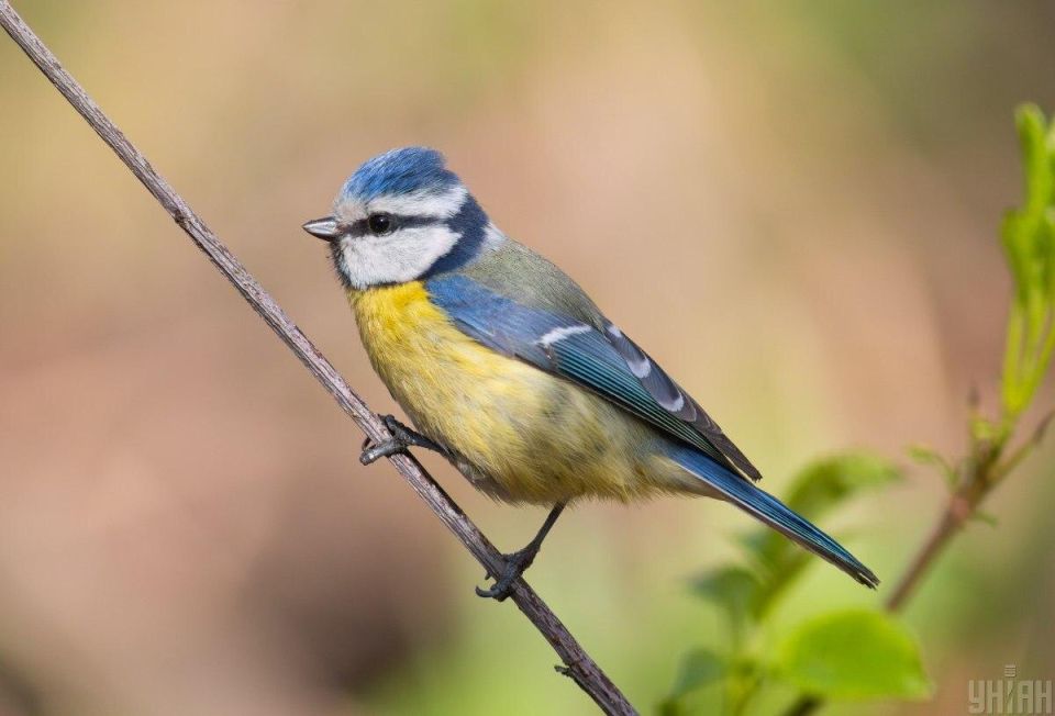 ������������ ����� �� ������ � ������ � ����