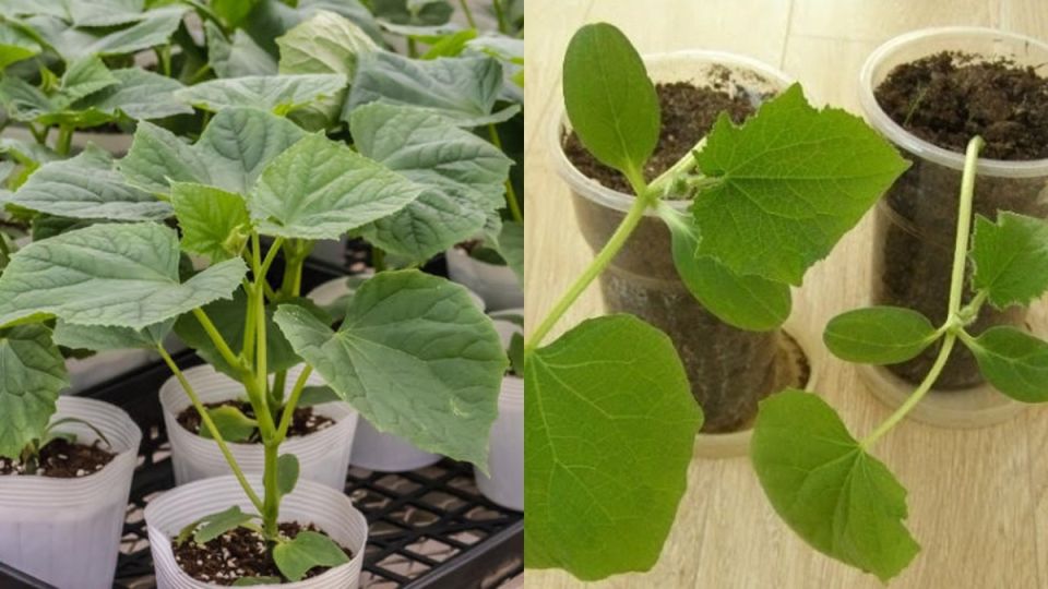 ��� ��������� ��������� ������: ������� �������� �������