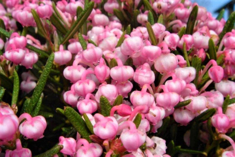 ��� ����� �������� ������� ��� �������� ���: ����������� �������� ��� ������������ �������