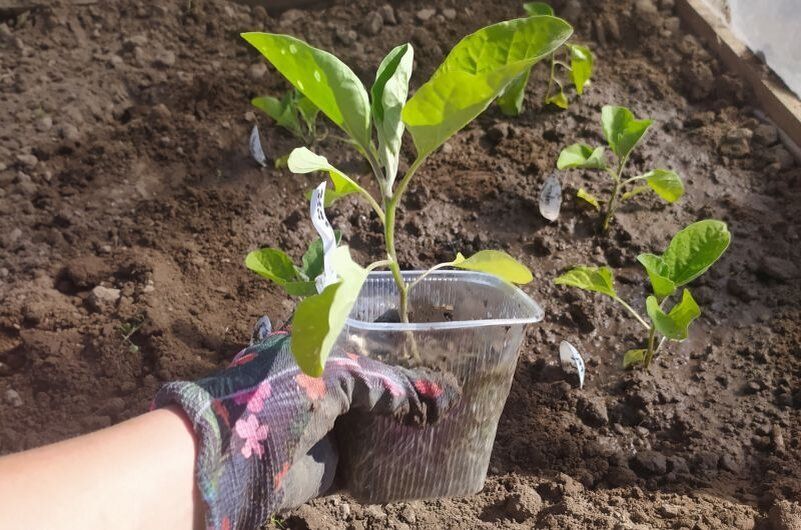 Что нужно успеть сделать в мае для успешного урожая