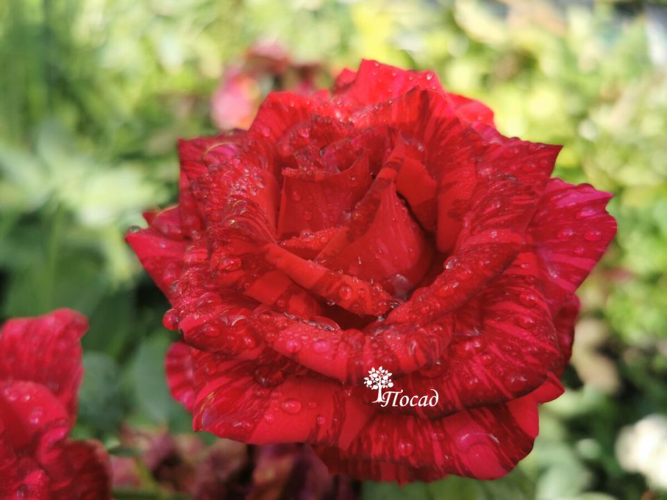 ��� ������� ��������� �������: ������� ��������� ����� � ������� ������