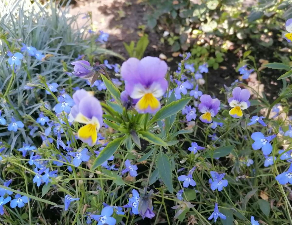 Пора для цветников: Секреты ухода в июне