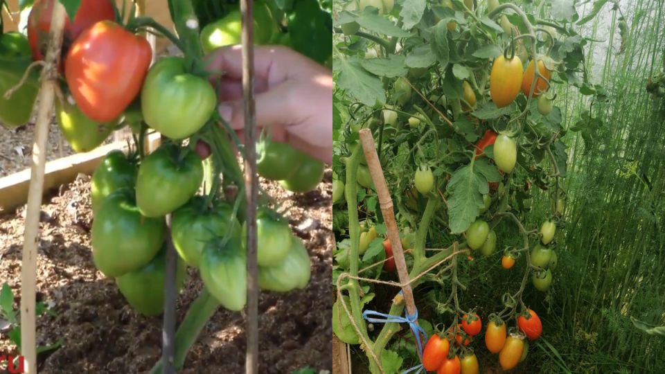 ��� ����������� ������ ������ ������: ���� ��������� ����������