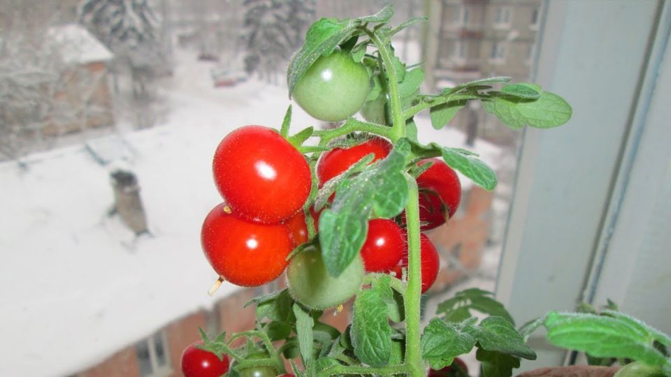 Помидоры на подоконнике: как вырастить летние плоды зимой